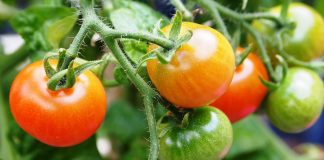 Soluţii pentru dezinfectat fructe şi legume