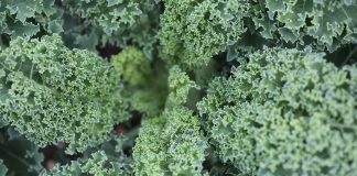 Culoarea anului 2017, verde kale