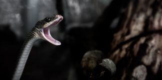 Toate speciile de șerpi veninoși din lume, la Complexul Muzeal de Științele Naturii „Răsvan Angheluţă”