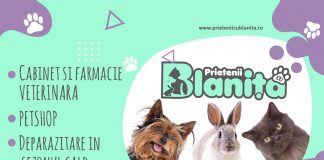 Deparazitarea animalelor la “Prietenii cu blăniță” – o necesitate în sezonul cald pentru animalul tău de companie