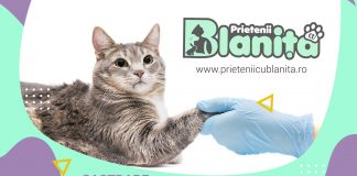 Sterilizarea pisicilor în călduri la “Prietenii cu blăniță”