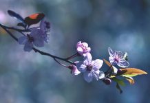 Primăvara – Renașterea Naturii și Energia Nouă a Vieții