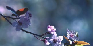 Primăvara – Renașterea Naturii și Energia Nouă a Vieții